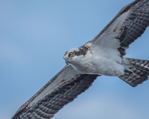 Osprey on the hunt locked on the river water beneath it. 