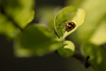 Coccinelle à dix points sur pommier