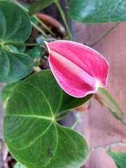 pink rose flower