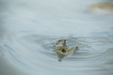 Green frog in pond with cheeks blown. High quality photo