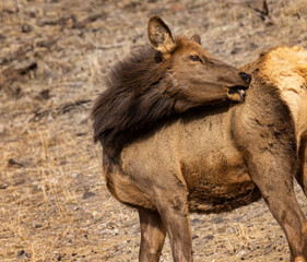 Elk Yellowstone February 2022