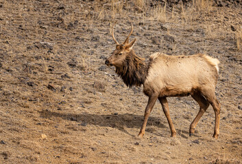 Elk Yellowstone February 2022