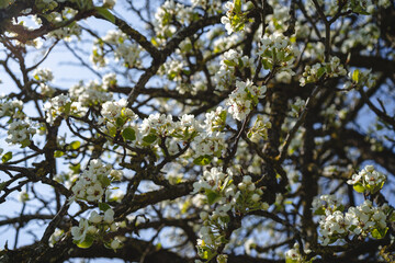 Fototapeta na wymiar Sprouting buds on old trees in spring - everything begins to bloom