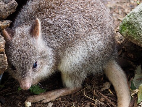 A closeup portrait of a delightful appealing pretty Rufous Bettong.