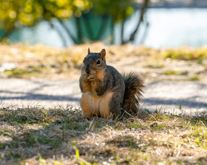 A squirrel eats a nut in front of a pond