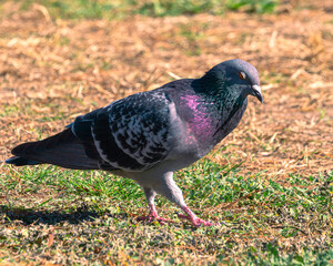 A side profile shot of a pigeon standing in the grass