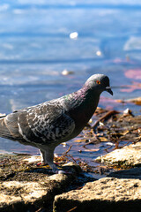 pigeon standing next to the water