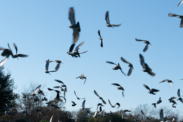 A flock of pigeons take flight together