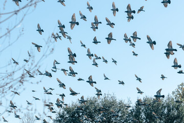 A flock of pigeons flying close to the camera