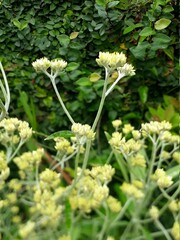 flowers in the garden