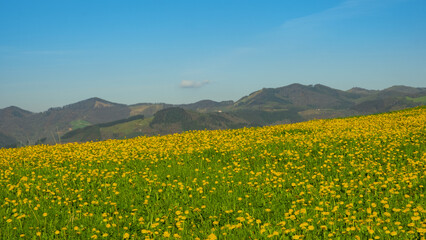 Dandelion meadows in Orendain, Euskadi