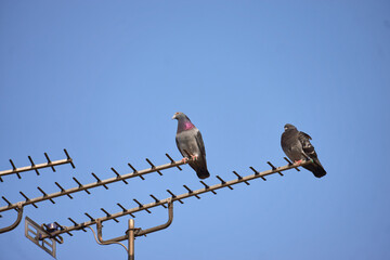 Pidgeon perched on a TV aerial