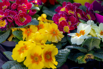 Selective focus of colourful Primula vulgaris, Common primrose is a species of flowering plant in the family Primulaceae, Little multi colour flowers in the garden, Nature spring floral background.