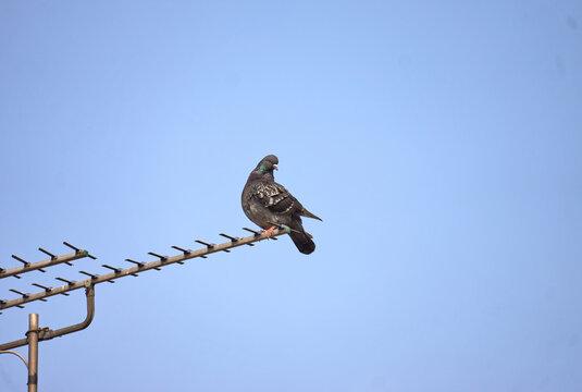 Pidgeon perched on a TV aerial