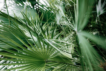 Colse-up photo of exotc tropical green palm leafs. Summer vibe.