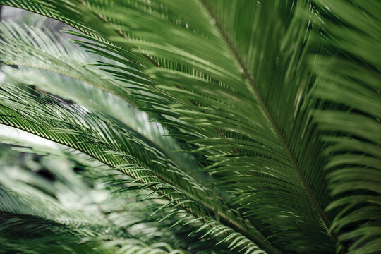 Colse-up photo of exotc tropical green palm leafs. Summer vibe.
