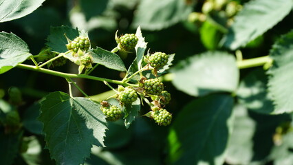Rubus caesius is a Eurasian species of dewberry, known as the European dewberry. Like other dewberries, it is a species of flowering plant in the rose family, related to the blackberry.
