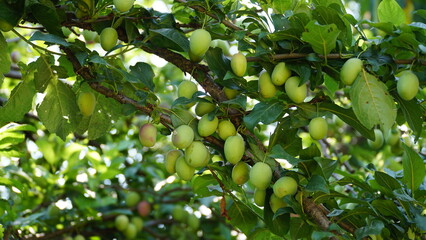 Fruits green immature plum on branches of tree Selective focus.