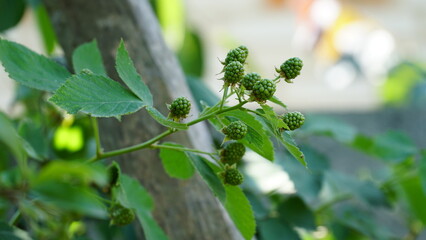 Rubus caesius is a Eurasian species of dewberry, known as the European dewberry. Like other dewberries, it is a species of flowering plant in the rose family, related to the blackberry.