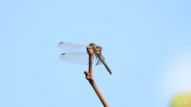 赤とんぼ