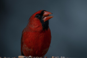 Male Northern Cardinal