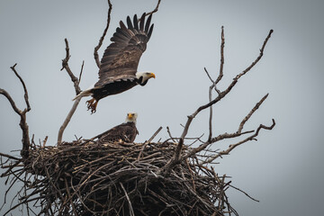 Bald Eagle in Flight