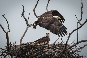 Bald Eagle in Flight