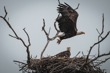 Bald Eagle in Flight