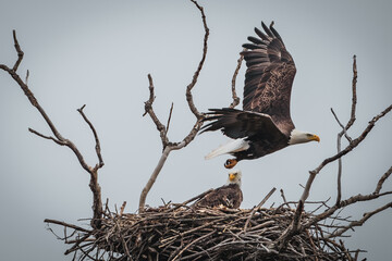 Bald Eagle in Flight