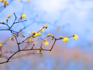 冬空とロウバイ