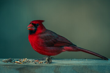 Male Northern Cardinal