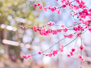 八重咲の梅（楊貴妃）