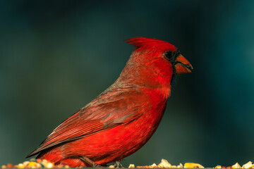 Male Northern Cardinal