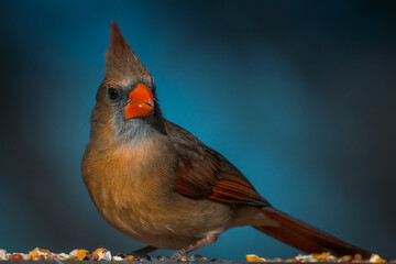 Female Northern Cardinal