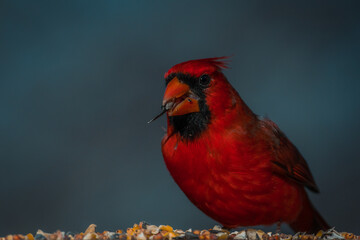 Male Northern Cardinal