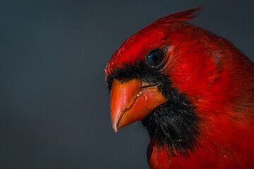 Male Northern Cardinal