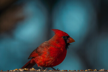 Male Northern Cardinal