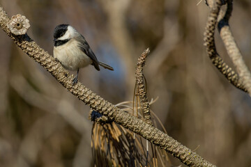 Carolina Chickadee