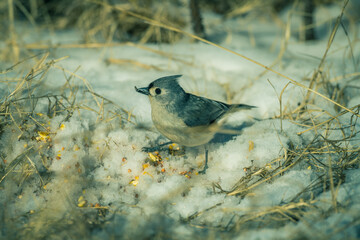 Tufted Titmouse