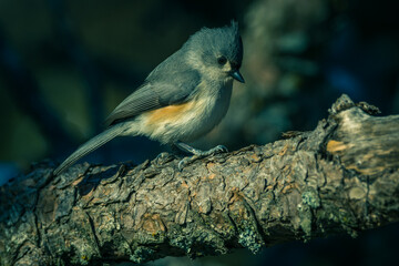 Tufted Titmouse
