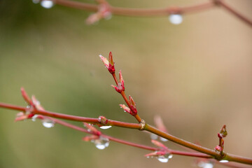 雨あがりのつぼみと水滴