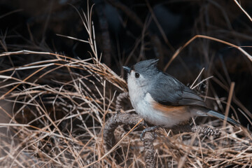 Tufted Titmouse