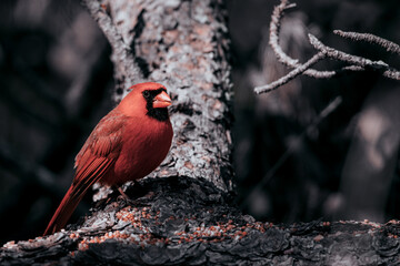 Male Northern Cardinal