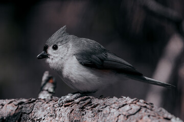 Tufted Titmouse