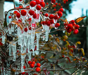 icicles hang from red berries