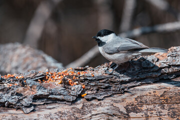 Carolina Chickadee