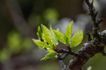雨あがりのつぼみと水滴