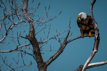 Bald Eagle