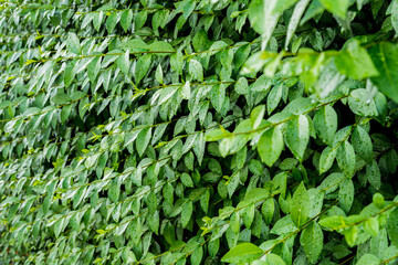 Obraz premium green leaves background