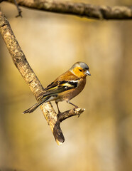 Male chaffinch balancing on a branch.